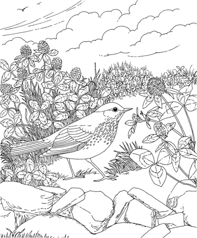 Hermit Thrush and Red Clover Vermont State Bird and Flower Coloring page