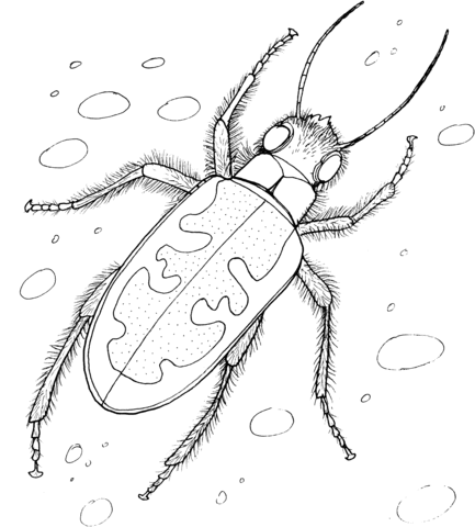 Tiger Beetle Coloring page