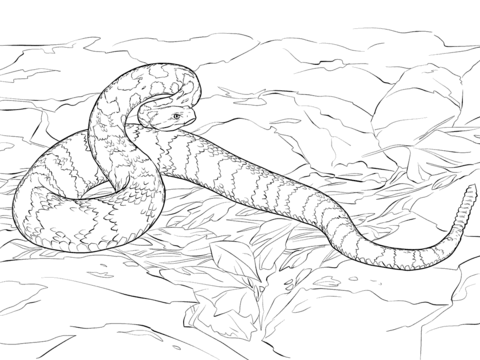 Timber Rattlesnake Coloring page