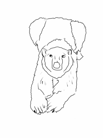 Mother Polar Bear Lying Down And Facing Us Coloring page
