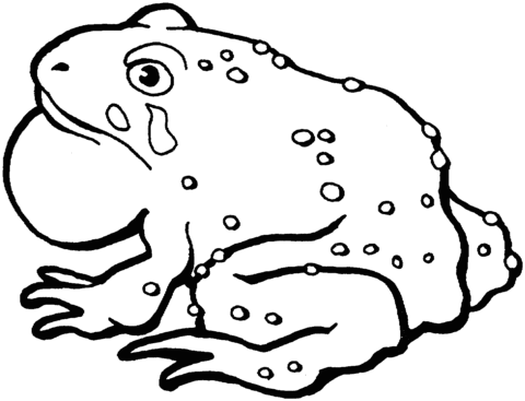 American toad 1 Coloring page