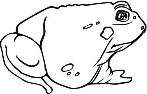 Toad 12 Coloring page