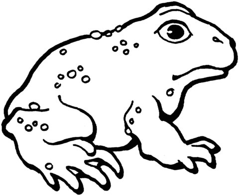 American toad 3 Coloring page
