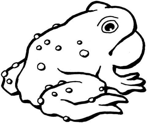 American toad Coloring page