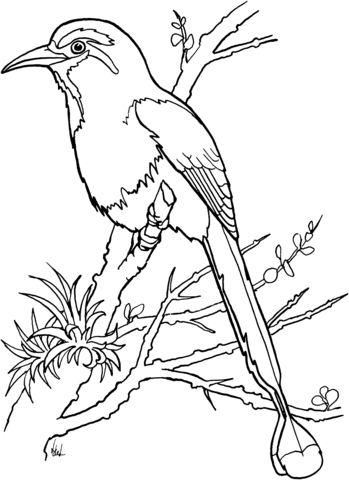 Torogoz bird Coloring page