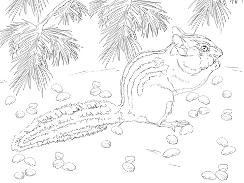 Townsend's Chipmunk Coloring page