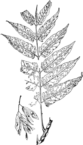 Tree of Heaven Branchlet Coloring page