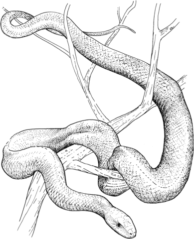 Eastern Green Mamba Coloring page
