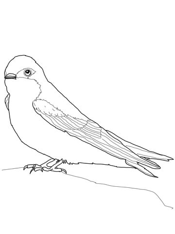 Tree Swallow Coloring page