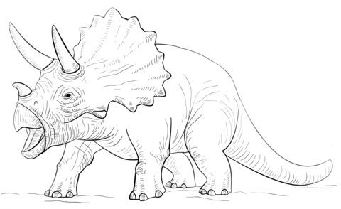 Triceratop dinosaur Coloring page