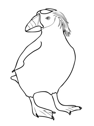 Tufted Puffin Coloring page