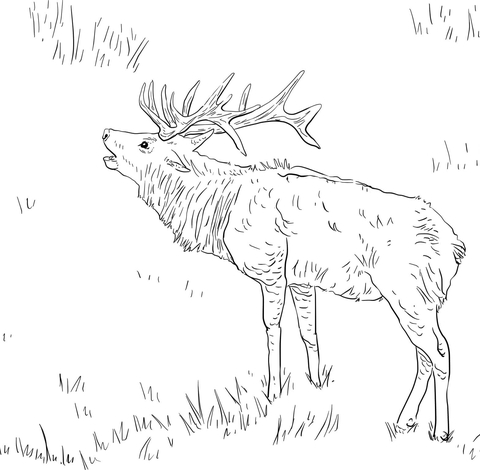 Tule Elk Coloring page