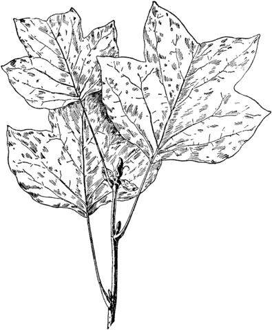 Tulip Tree Leaves Coloring page