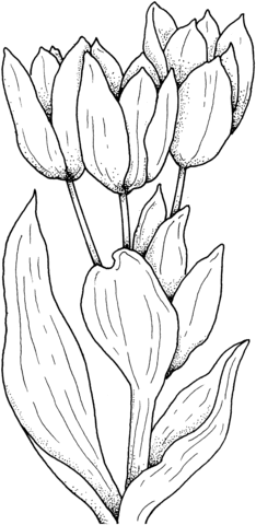 Tulips Flower Coloring page