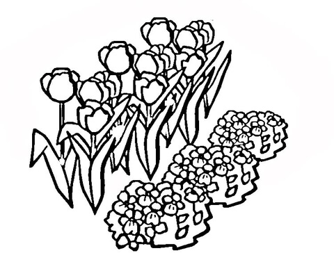 Tulips from Netherlands Coloring page