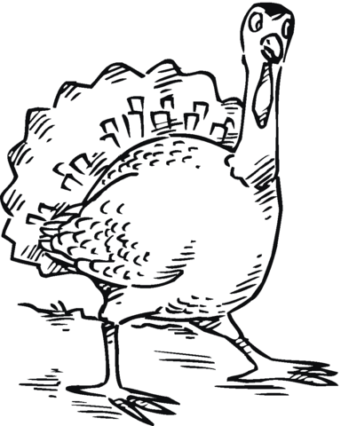 Curious Turkey Coloring page