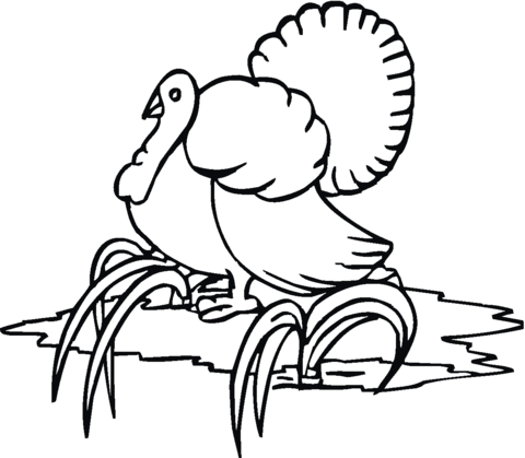 Turkey goes to the river Coloring page