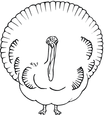 Turkey looks like Peacock Coloring page