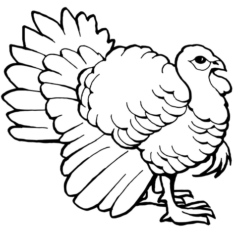 Turkey Tom Coloring page