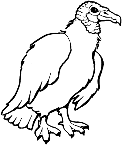 Black vulture Coloring page