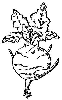 Turnip 9 Coloring page