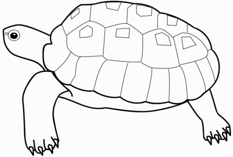 Turtle Coloring page