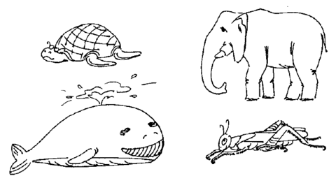 Turtle, Whale, Elephant and Grasshopper Coloring page