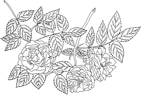 'Tuscany Superb' Gallica Rose Coloring page