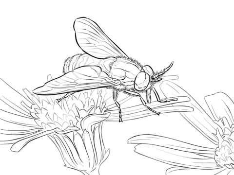 Twin Lobed Deerfly Coloring page