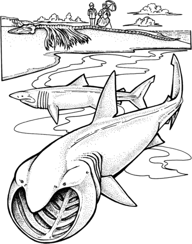 Two Basking Sharks Coloring page