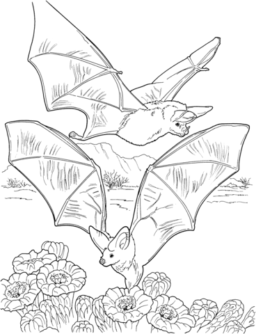 Two Bats Gathering Nectar Coloring page