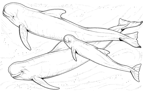 Beluga Whales Coloring page