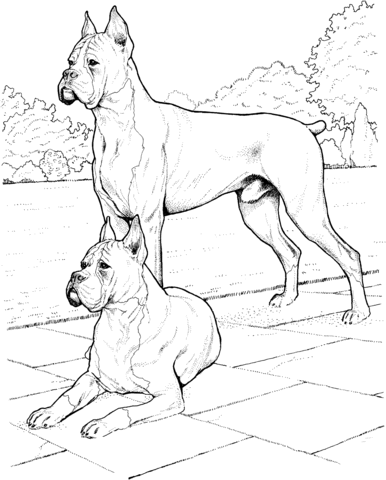 Two Boxer Dogs Coloring page
