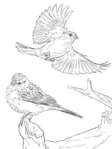 Two Chipping Sparrows Coloring page