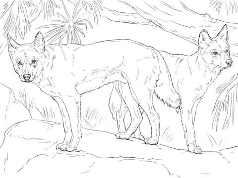 Two Dingo Coloring page