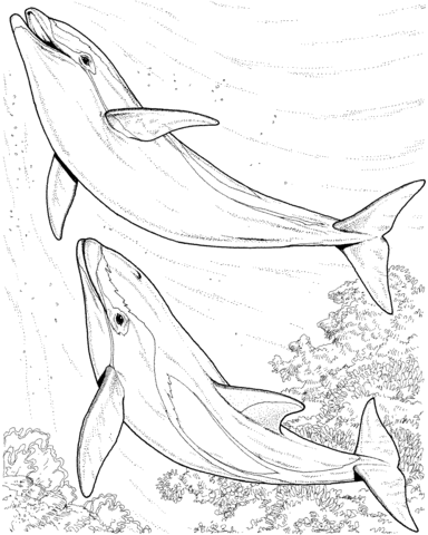Two Dolphin Coloring page