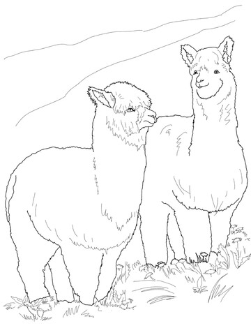 Two Hairy Alpacas Coloring page