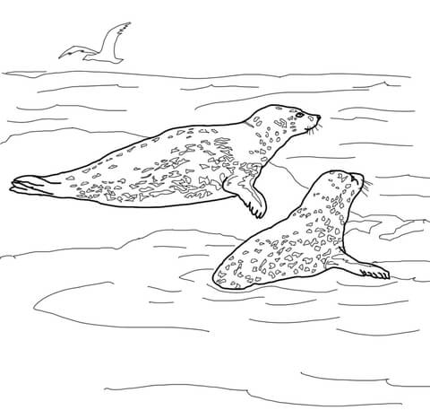 Two Leopard Seals Coloring page