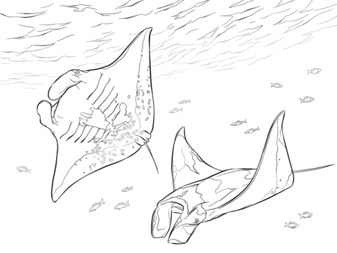 Two Manta Rays Coloring page
