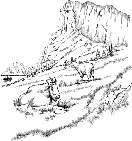 Two Mountain Goats Coloring page