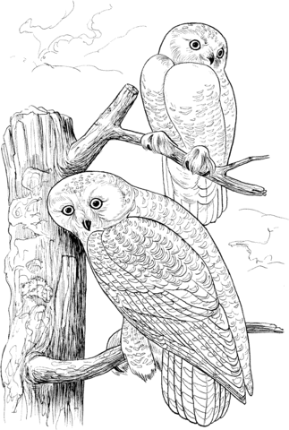 Two Snowy Owls Coloring page