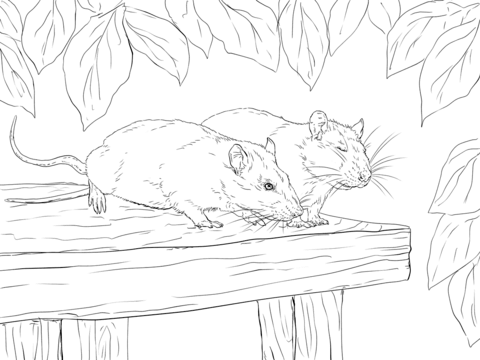 Rats Coloring Pages Coloring Pages Kids 2019