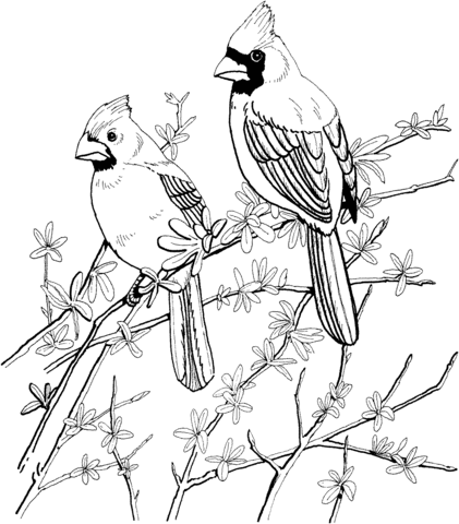 Two Red Cardinals Coloring page