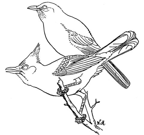 Scrub and Steller's Jays Coloring page