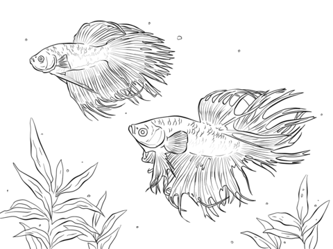 Two Siamese Fighting Fishes Coloring page