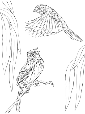 Two Song Sparrows Coloring page