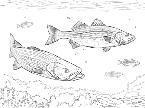 Two Striped Basses Coloring page