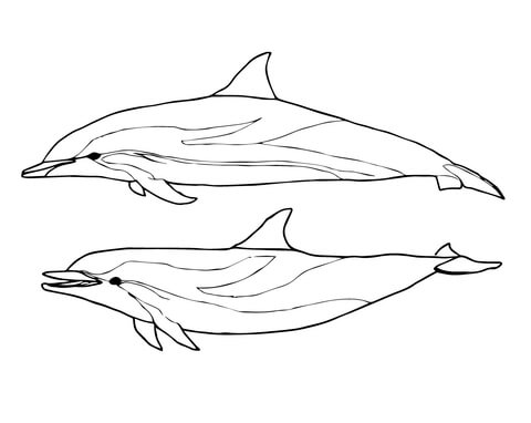 Two Striped Dolphins Coloring page