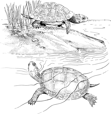 Two Terrapins Coloring page