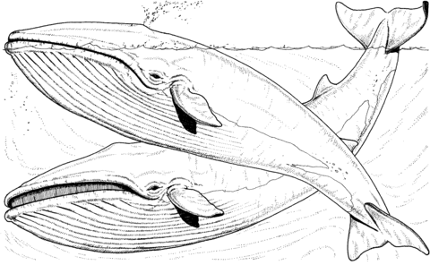 Two Blue Whales In The Sea Coloring page